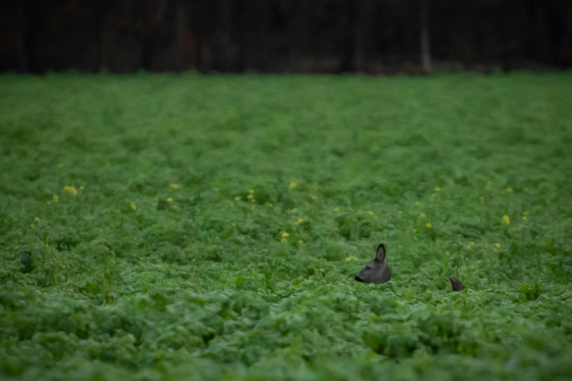 Drents Genieten - Kraaiheide Met Prive Jacuzzi Erm Exteriör bild